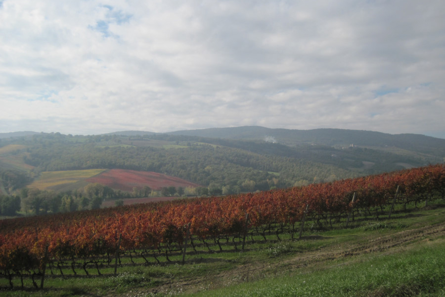 Colpetrone