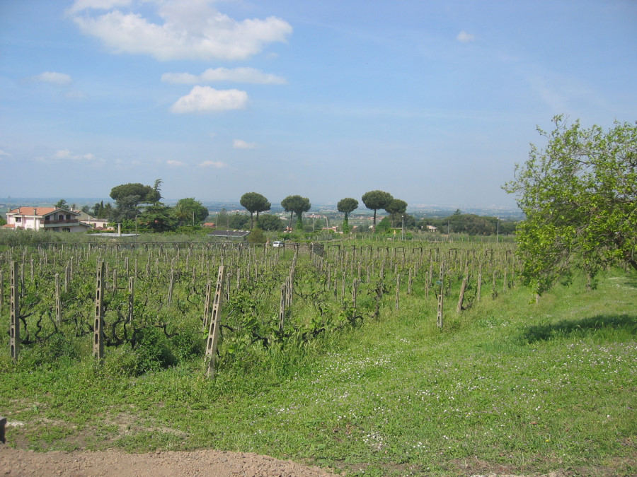 Colle Picchioni