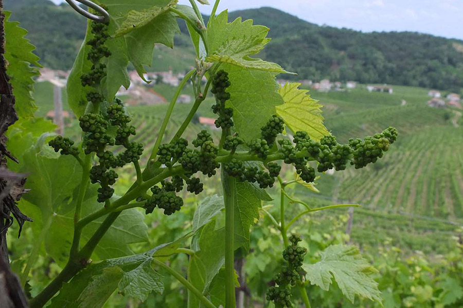 Grazie alla loro bellezza paesaggistica, culturale e agricola unica Grazie alla loro bellezza paesaggistica, culturale e agricola unica